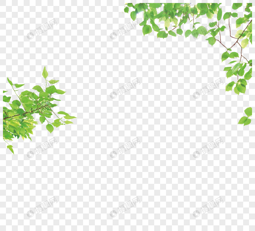 绿色树枝图片