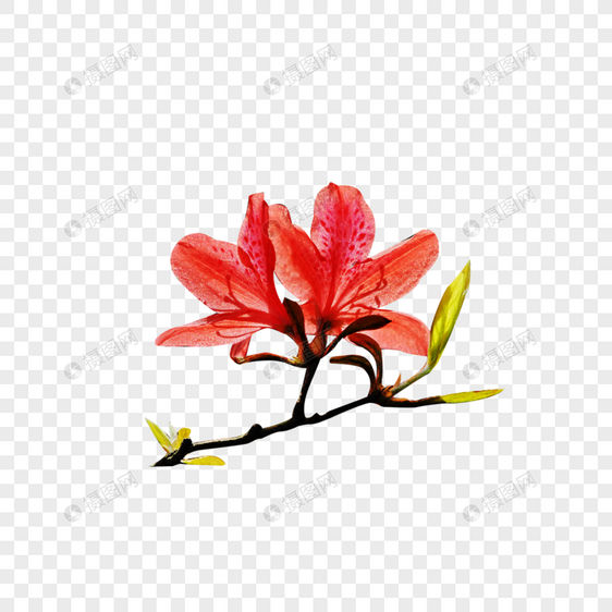 开花映山红图片素材