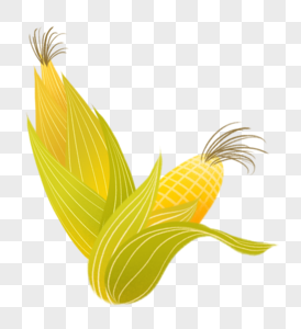 玉米健康安全高清图片