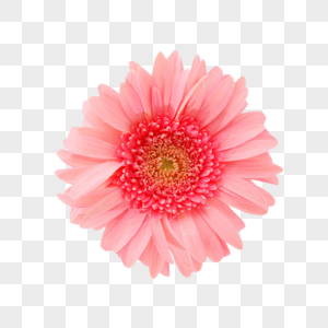 粉色太阳花菊花太阳花装饰元素高清图片