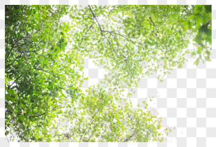 树叶树枝清新绿意背景图片