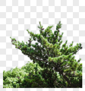 松树松叶自然风景图片