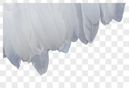 白色羽毛白色羽毛素材高清图片