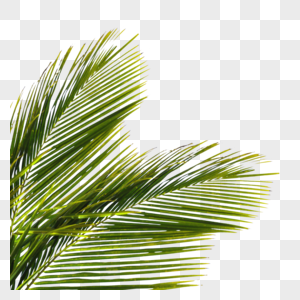 棕榈树叶图片