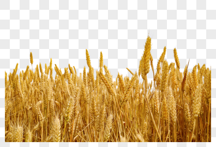 麦穗农业食品高清图片