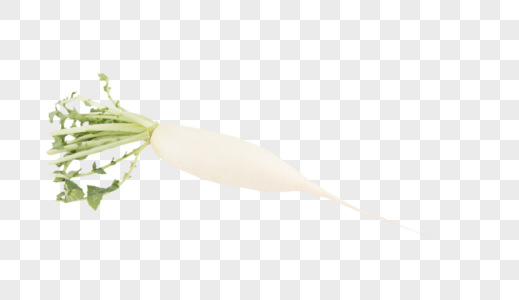 白萝卜蔬菜图片