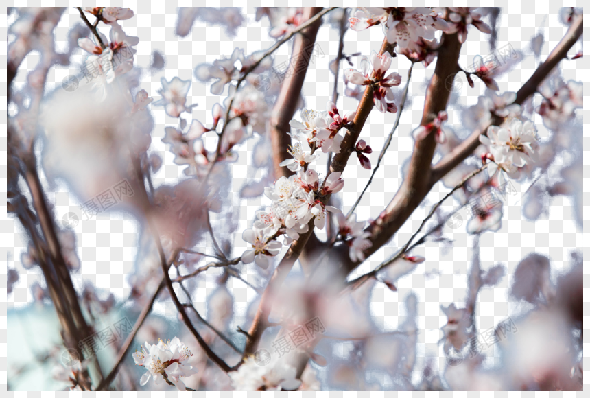 樱花花枝花瓣元素素材png格式_设计素材免费