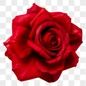 玫瑰红色花朵高清图片