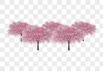 樱花树粉色大树高清图片