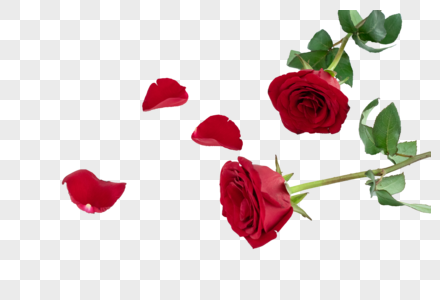 玫瑰花唯美红玫瑰高清图片