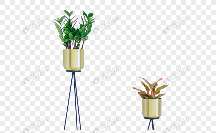 高脚植物图片