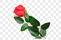 红玫瑰一朵图片