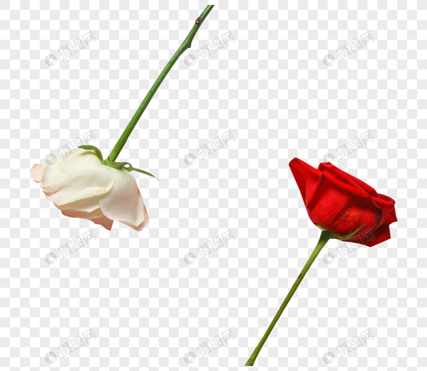 七夕情人节红玫瑰白玫瑰图片