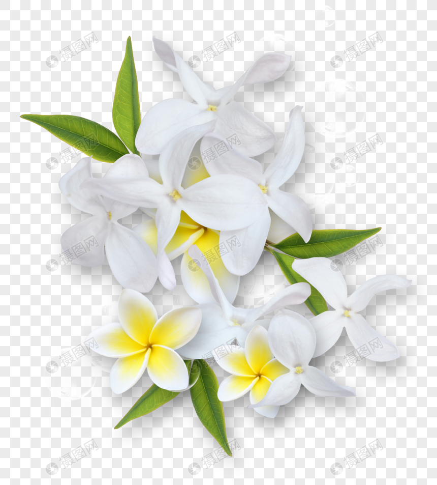 鸡蛋花