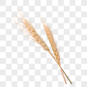 麦子金色麦穗对称图样高清图片