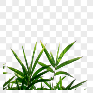 竹叶竹子植物高清图片