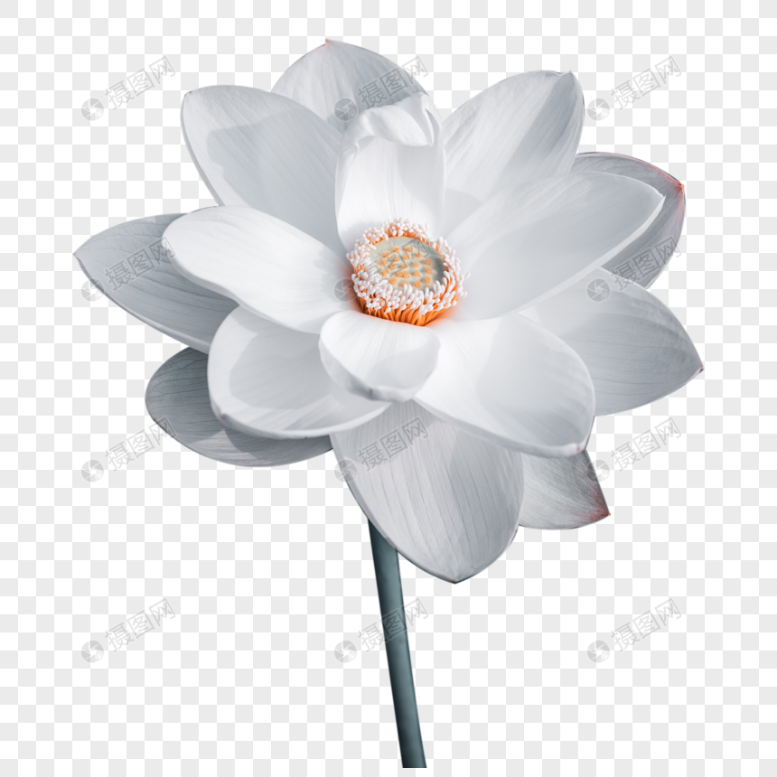 白色透明莲花花瓣图片