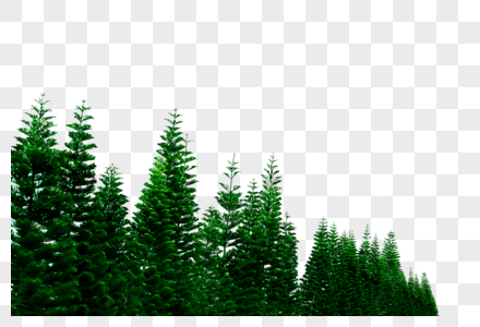 松树林绿树松树高清图片