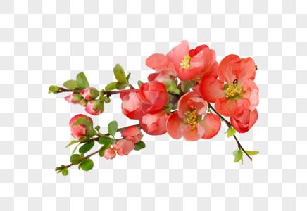 海棠花素材