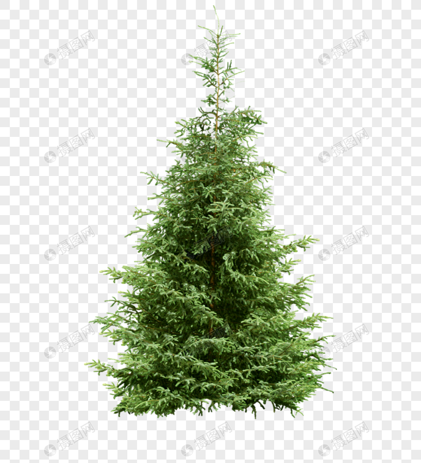 松树元素素材png格式_设计素材免费下载_vrf高清图片