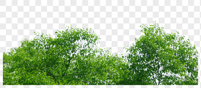 蓝天下的绿树高清图片