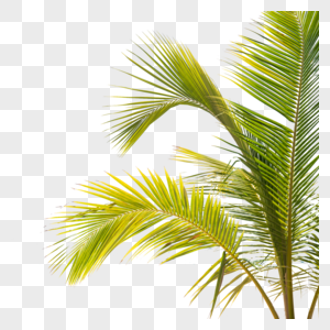 椰子叶绿色 树叶热带植物元素