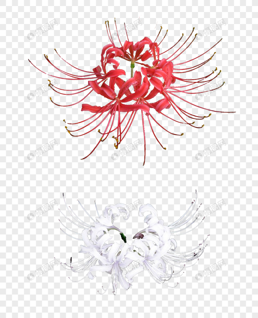 彼岸花素材
