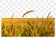 唯美黄色水稻大米装饰图片