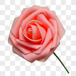 粉红玫瑰花朵花瓣高清图片