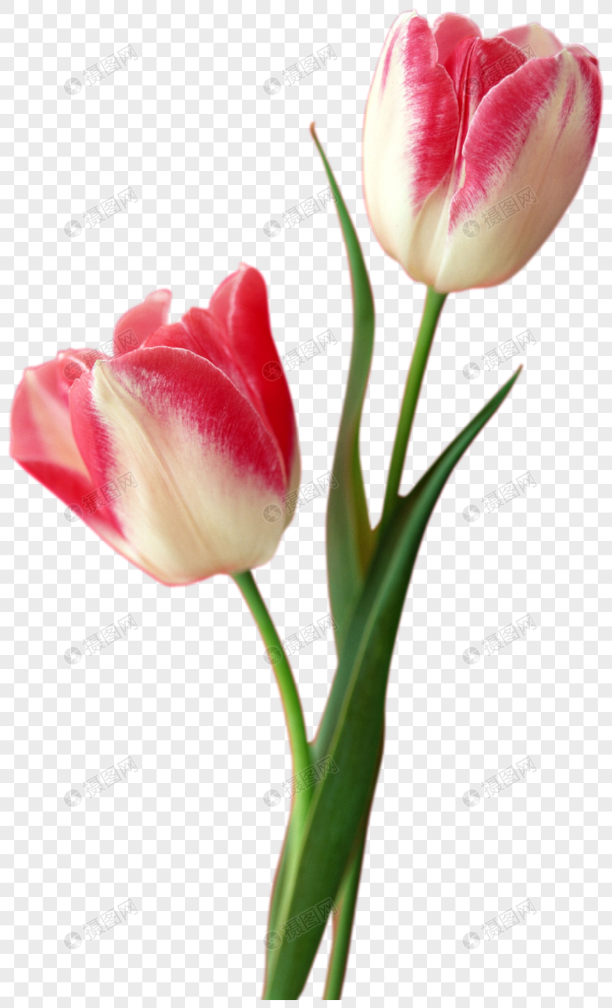 春季粉白色郁金香花朵图片