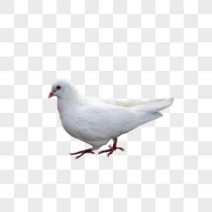 鸽子白色的鸟高清图片