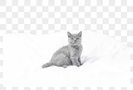 床单上的小猫高清图片