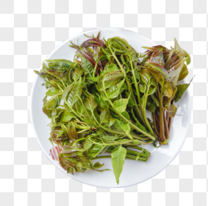 香椿菜免抠素材野菜高清图片
