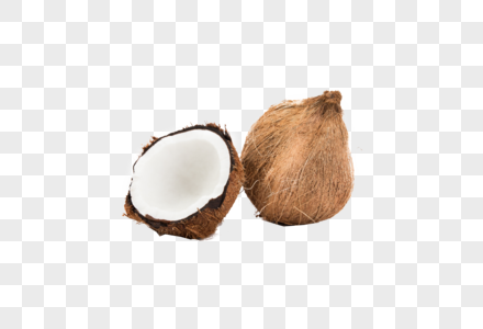 椰子袖珍椰子高清图片