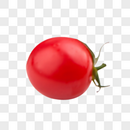 小番茄图片