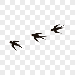 三只燕子图片