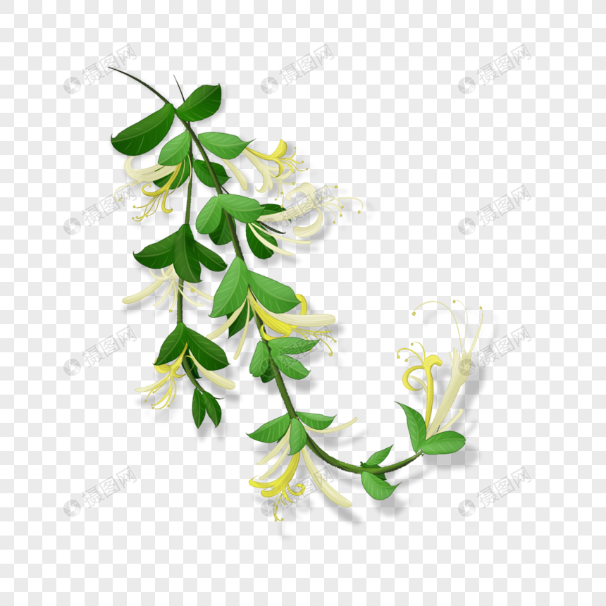 金银花植物图片