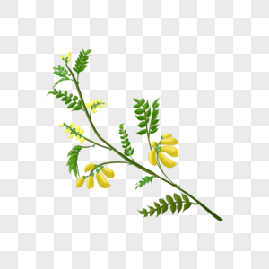 黄芪植物植物药材高清图片