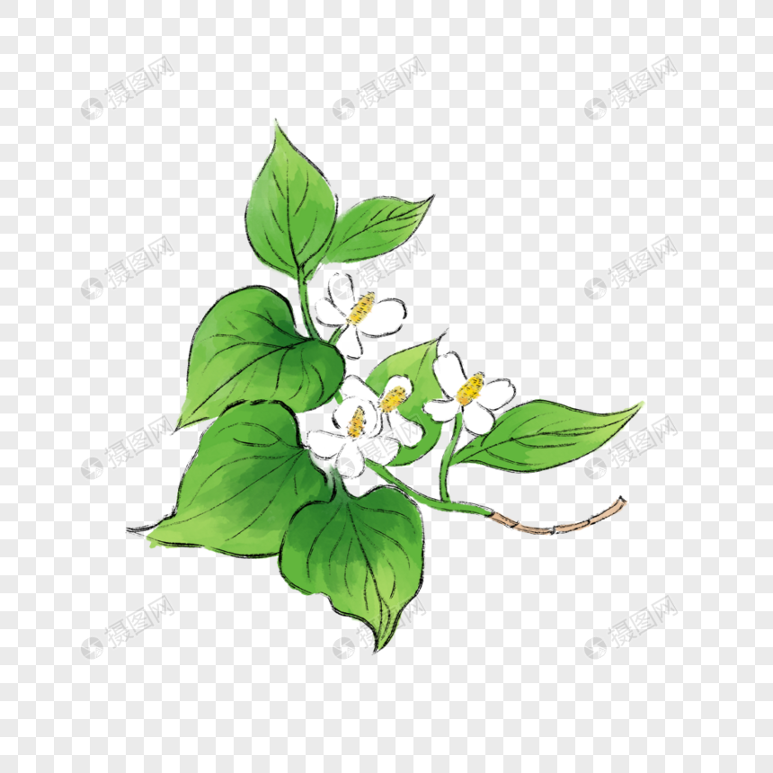 鱼腥草
