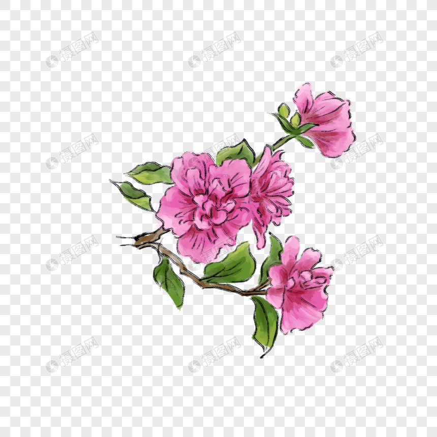木槿花元素素材png格式_设计素材免费下载_vrf高清_摄