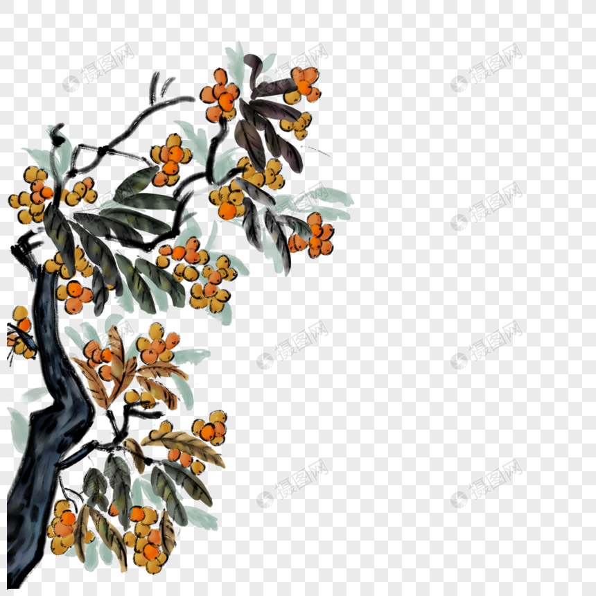 枇杷果树