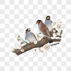 梨花树枝上的小鸟图片