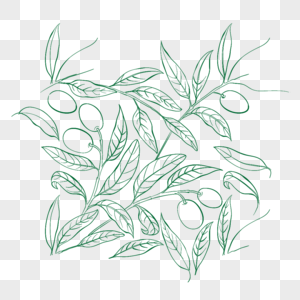 手绘橄榄植物高清图片