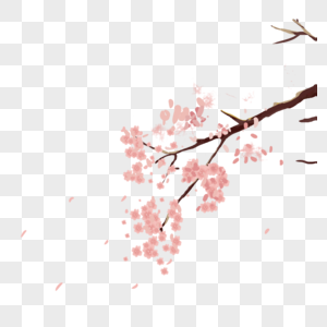 樱花枝春季樱花枝高清图片