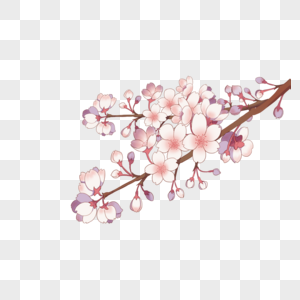 樱花枝图片