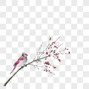 花枝上的小鸟图片