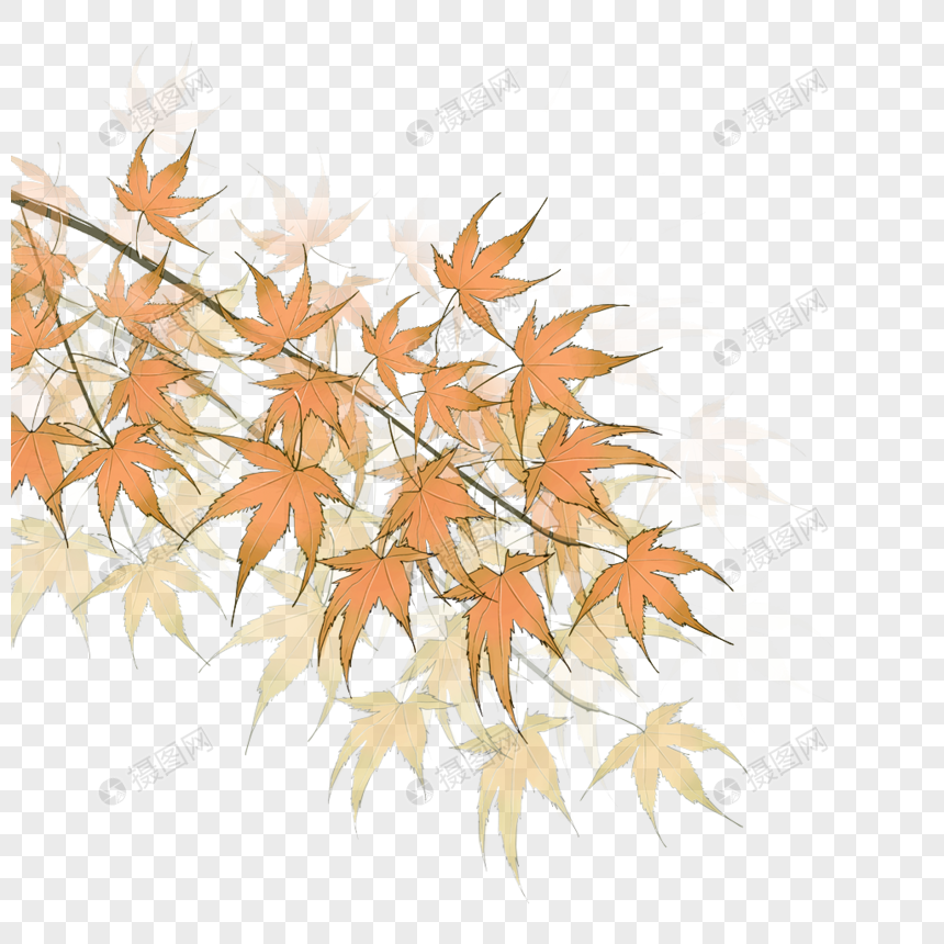 枫树枝