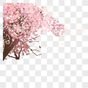 樱花树枝图片