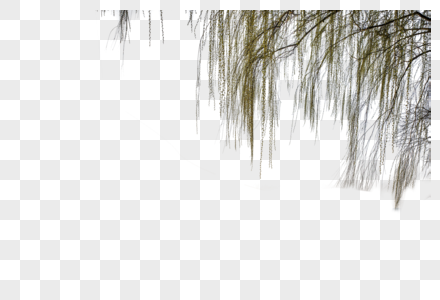 青翠的柳树图片