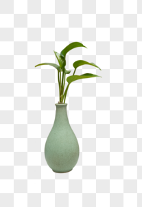 花瓶里的植物图片